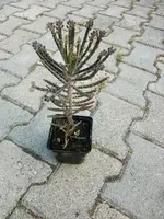 CIMG7709.webp