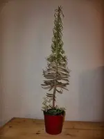 CIMG3058.webp
