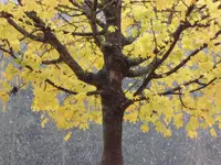SAM_2502.webp