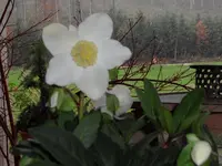 SAM_2504.webp