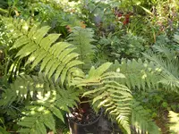 DSCN8043.webp