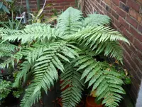 DSCN9684.webp
