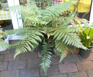 DSCN8628.webp
