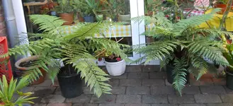 DSCN8629_2.webp