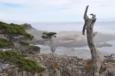 Point Lobos2.webp