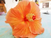 DSCN0842.webp
