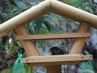 Vogelhäuschen2.webp