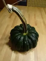 Kürbis.webp