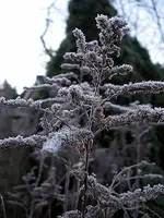 IMGP5781.webp