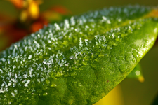 Raureif auf Rhododendron_1024.webp