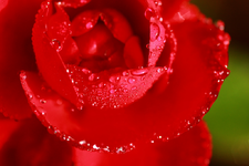rose2_1024.webp