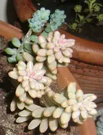 CIMG3734-3.webp