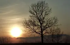 SONNENUNTERGAN MIT BAUM.webp