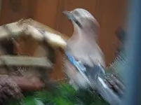 Eichelhäher3.webp