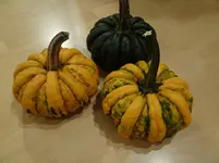 Kürbis1.webp