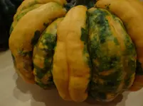 Kürbis2.webp