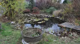 Teich_2.webp