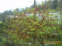 vov02 001.webp