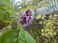 CIMG3936.webp