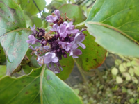 CIMG3935.webp
