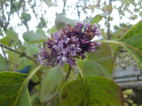 CIMG3937.webp