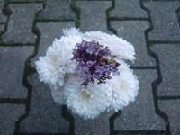 CIMG3948.webp