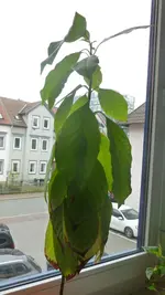 P1100702.webp