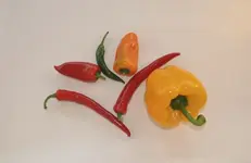 Spiel mit Chili.webp