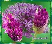zierlauch3.webp