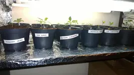 chili kindergarten.webp
