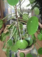 DSCF5043.webp
