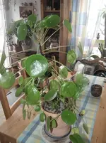 DSCF5044.webp