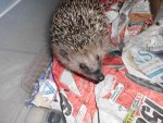 Igel 25.11.2013.jpg