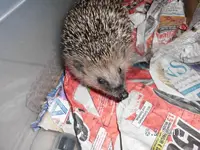 Igel 25.11.2013.webp