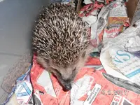 Igel2 25.11.2013.webp