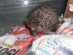 Igel3 25.11.2013.jpg