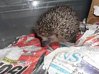 Igel3 25.11.2013.webp
