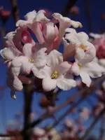 Virburnum farreri_0002.webp