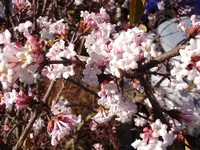 Virburnum farreri_0009.webp