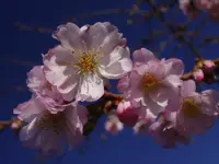 Unbekannt_0004.webp