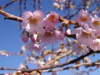 Unbekannt_0003.webp