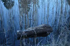 DSC_0547.webp
