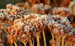Fette Henne befroren_1280.webp