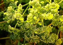 gefrorene Petersilie_1024.webp
