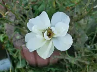 CIMG6123.webp