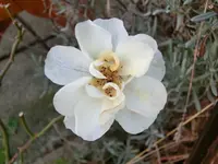 CIMG6124.webp