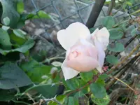CIMG6130.webp