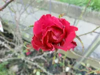 CIMG6135.webp