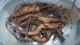 Süsskartoffeln 150g.webp