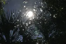 Feuerwerk der Sonne.webp